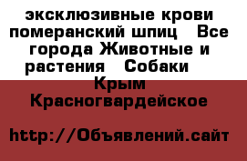 эксклюзивные крови-померанский шпиц - Все города Животные и растения » Собаки   . Крым,Красногвардейское